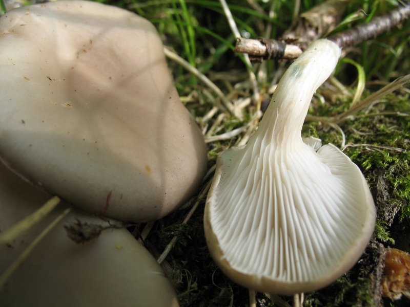 Pleurotes en huitres1